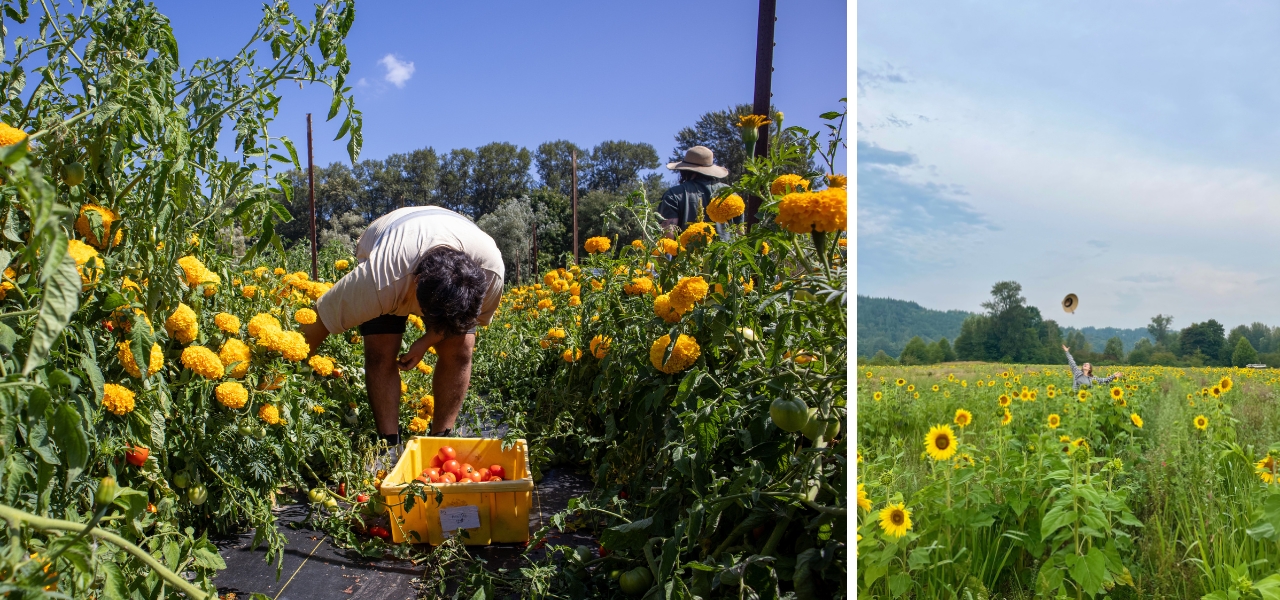 Dry farming in action at Oxbow Farm with tomato harvest and sunflowers supporting pollinator-friendly agriculture.