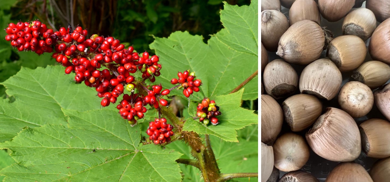 Pacific Northwest native plants with bright red berries and hazelnuts displayed for plant identification.