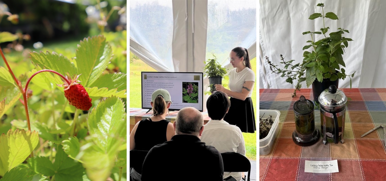 Native wild strawberry, plant medicine demo, and tea tasting table setup at Oxbow workshop.