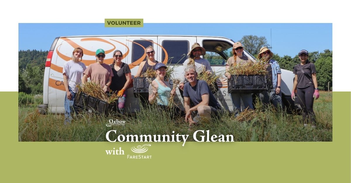 Volunteer group holding harvested produce during Oxbow’s Community Glean with FareStart.