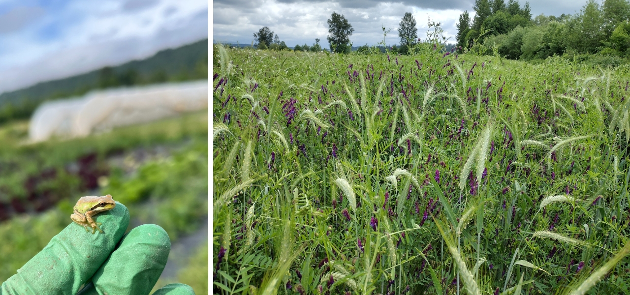 A Pacific tree frog is gently held in a gloved hand beside a lush field of flowering vetch cover crop.