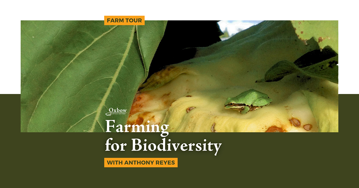 A green tree frog nestled on a yellow sunflower beneath a broad canopy of farm foliage.