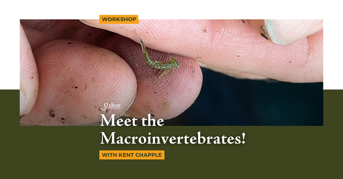 Close-up of macroinvertebrate in a participant’s hand during Oxbow’s aquatic insect workshop.