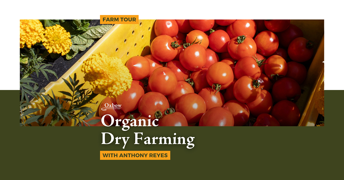 Freshly harvested dry-farmed tomatoes and marigolds from Oxbow Farm & Conservation Center during a summer farm tour.