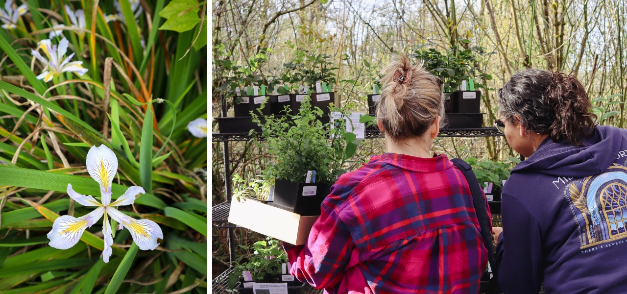 Shoppers browsing native plants at Oxbow and a blooming native iris.