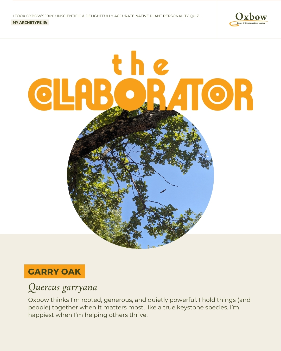 The collaborator graphic, garry oak, Quercus garryana