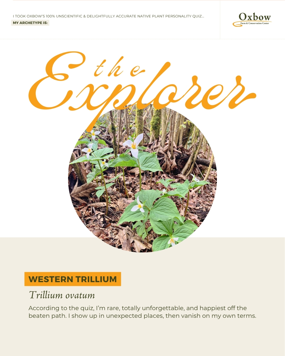 The Explorer graphic, western trillium, Trillium ovatum