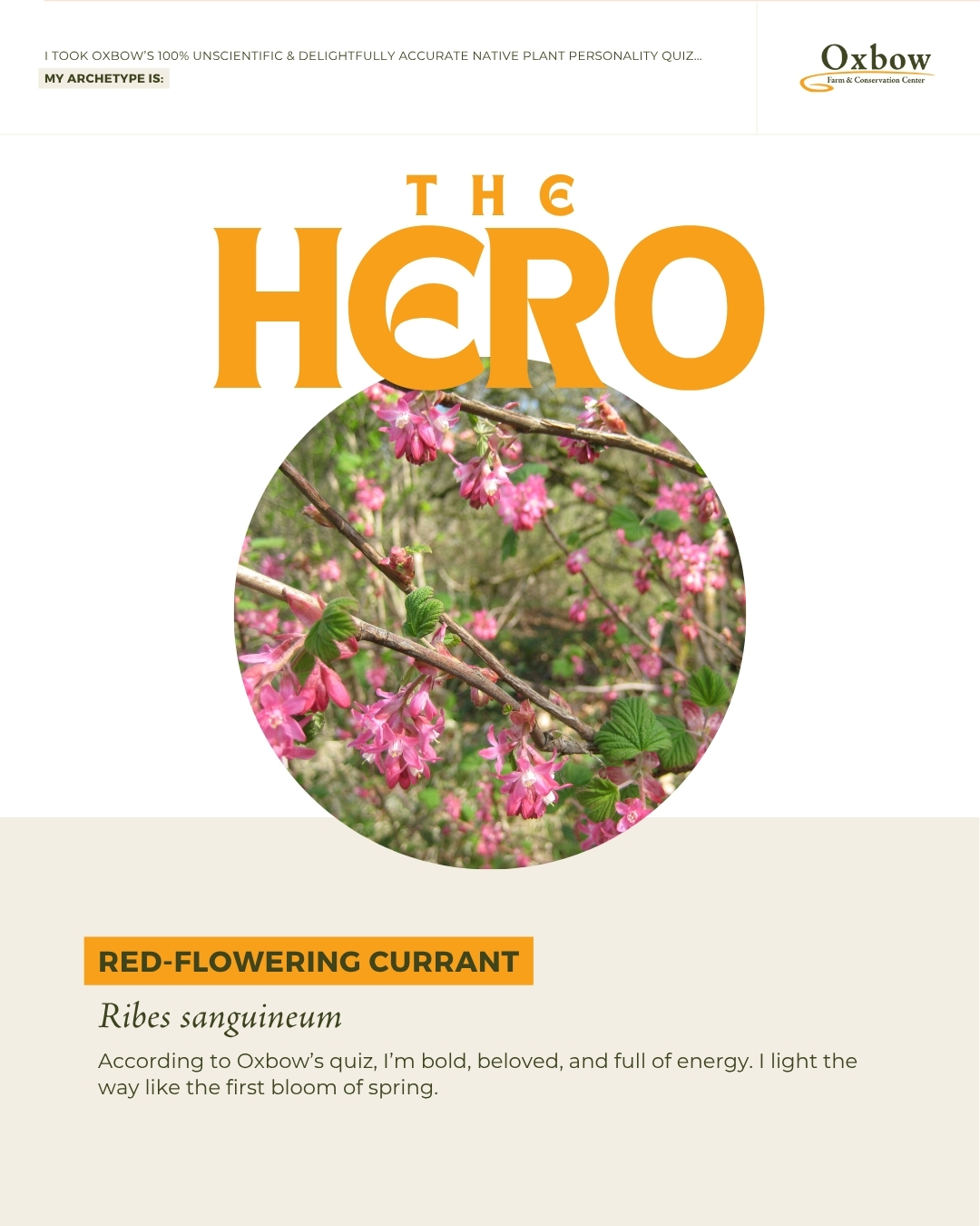 The Hero Graphic, red-flowering currant, Ribes sanguineum