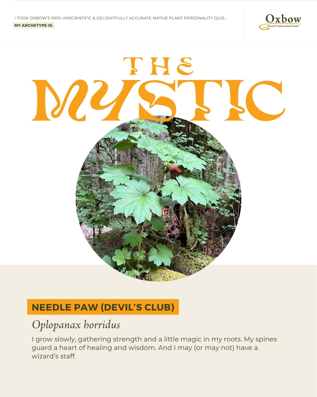 The mystic graphic, needle paw, aka devil's club, Oplopanax horridus