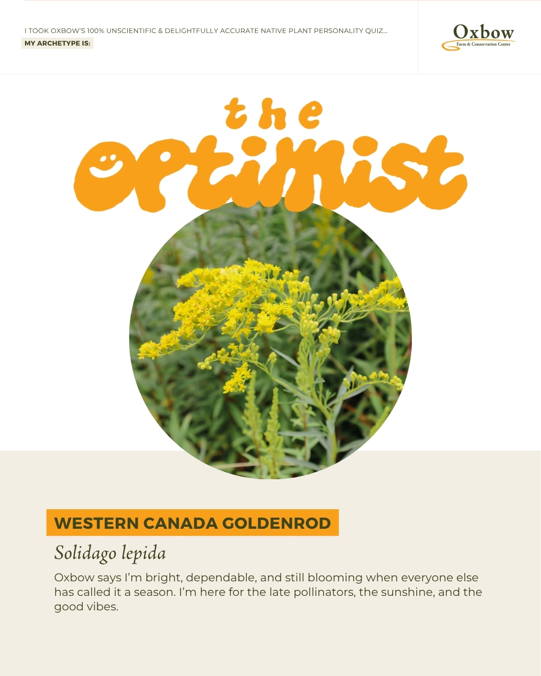 The optimist graphic, western canada goldenrod, Solidago lepida