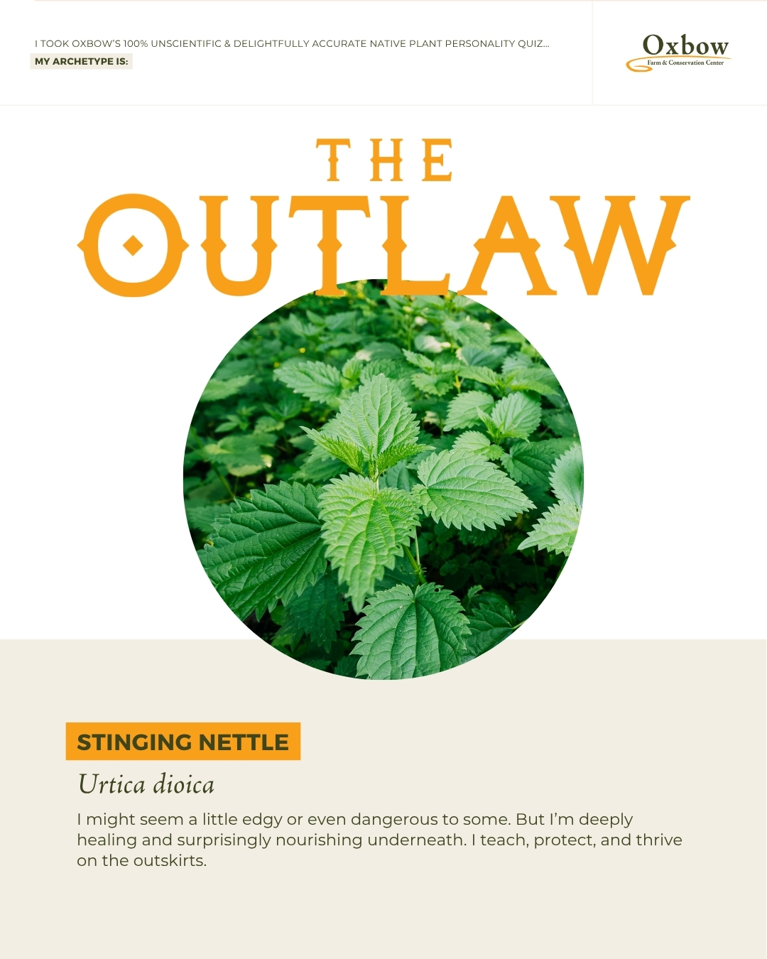 The Outlaw, Stinging Nettle, Urtica dioica