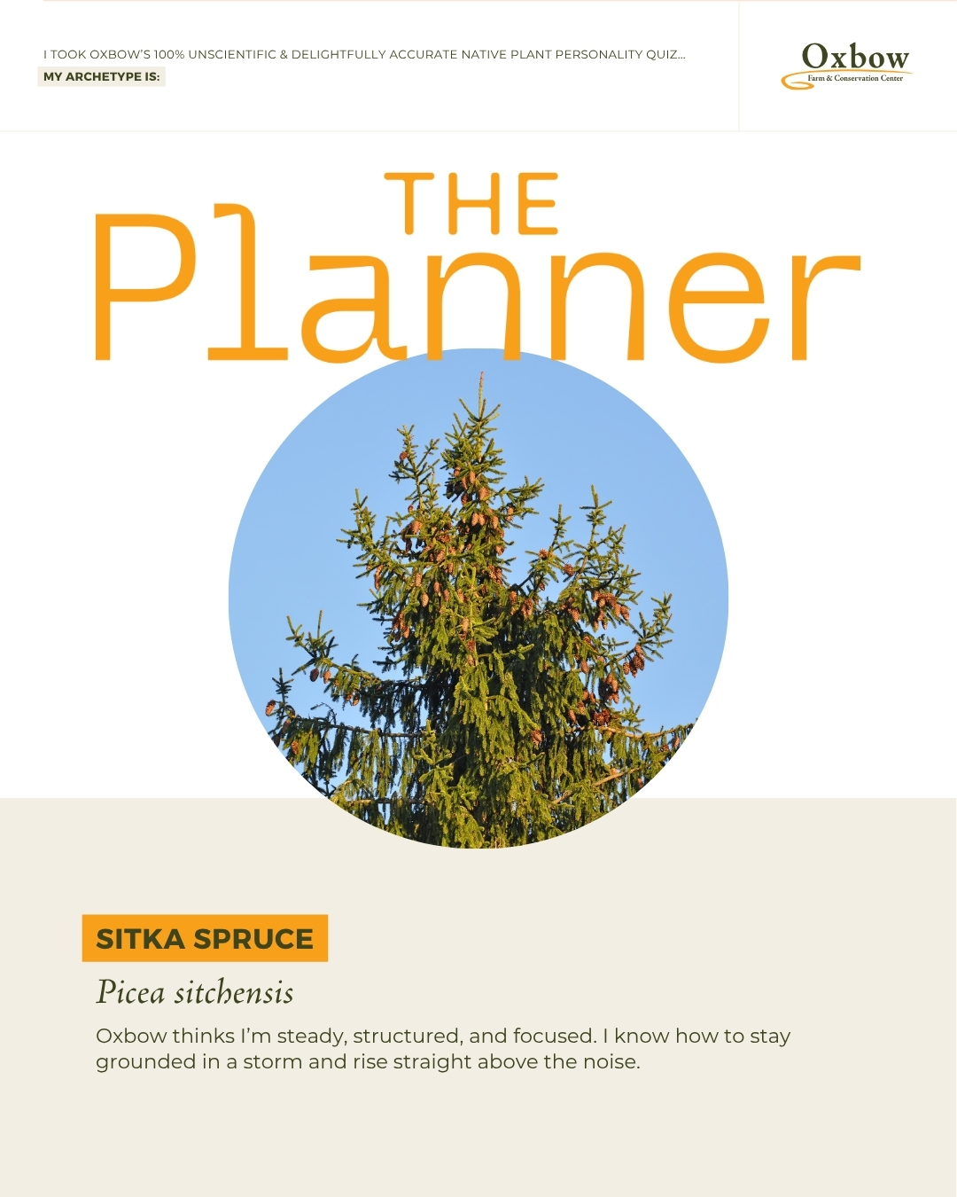 The Planner graphic, Sitka Spruce, picea sitchensis