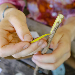 Close-up of a person peeling yellow bark from a stem for dye making.
