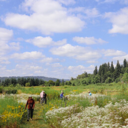Participants walk through a native wildflower meadow under a bright blue sky.