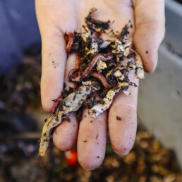 Hand holding composting worms and soil during a vermiculture demonstration.
