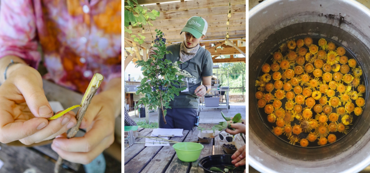 Triptych of a natural dye workshop showing hands-on color extraction and outdoor instruction with native plants.