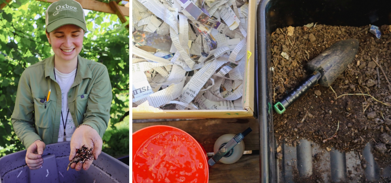 Compost educator showing worms and vermicomposting materials in an outdoor setting.
