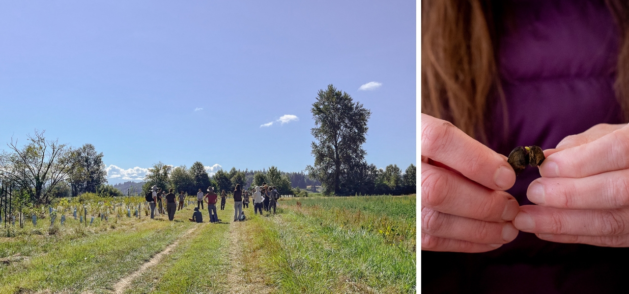 Participants on a restoration site tour and close-up of native seed handling at Oxbow.