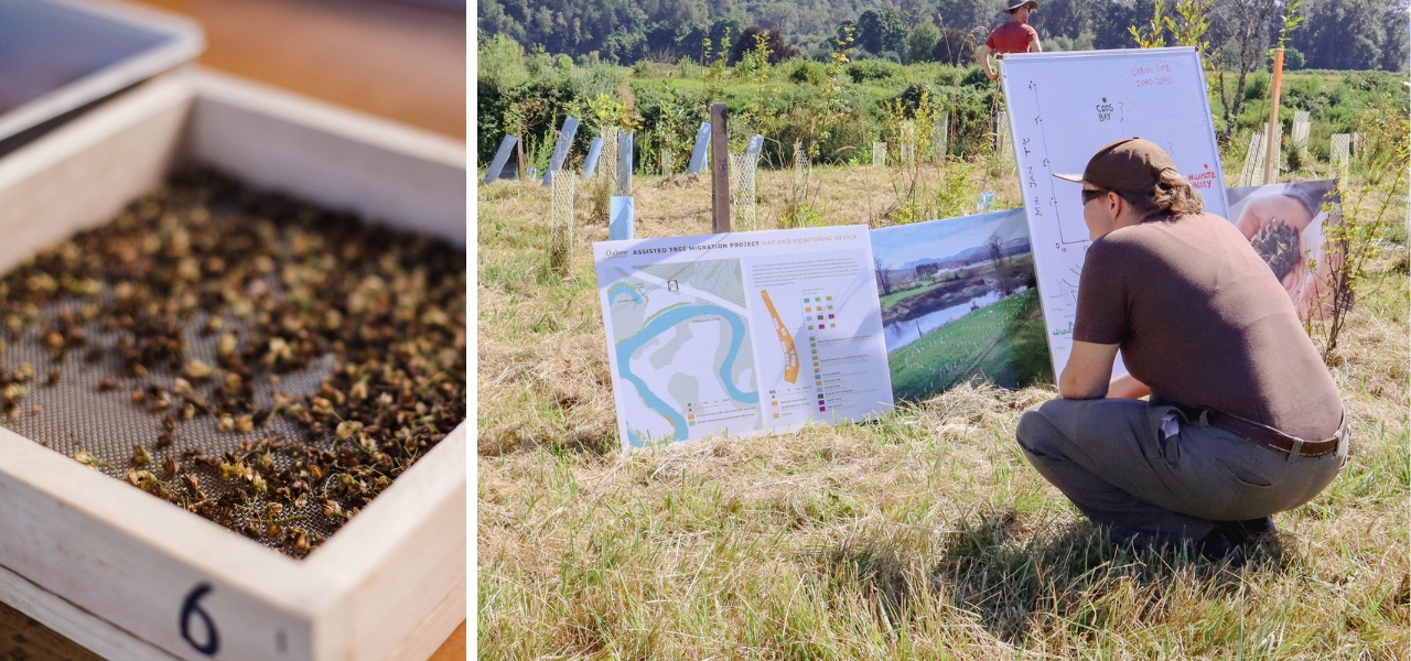 Native seed cleaning tray and restoration professional reviewing site maps at Oxbow.