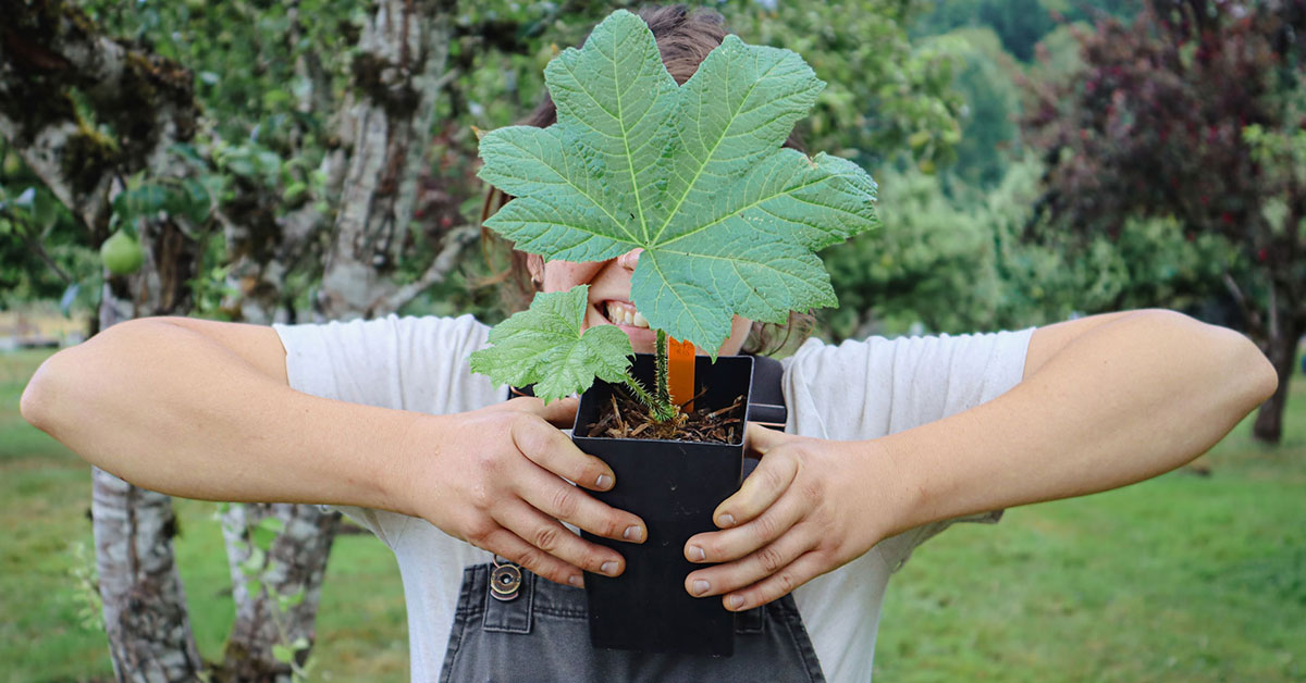 Which PNW native plant are you?