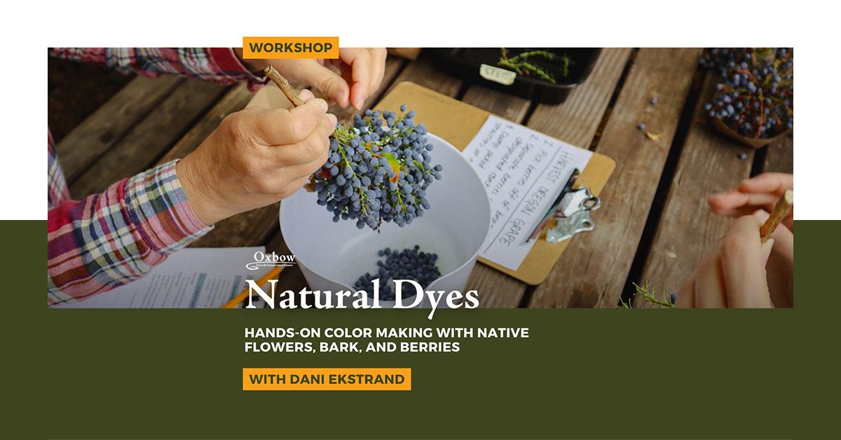 Hands preparing Oregon grape bark for natural dyeing at an Oxbow workshop.