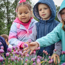 Young children touching blooming chive flowers in a garden bed.