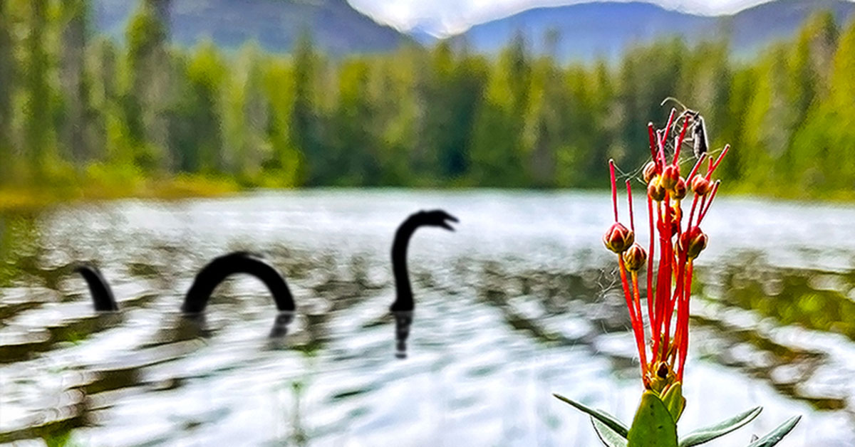 A flower and insect in sharp focus by a lake, with a playful sea serpent silhouette in the water—hinting at a quiz about native plants vs. mythical creatures.