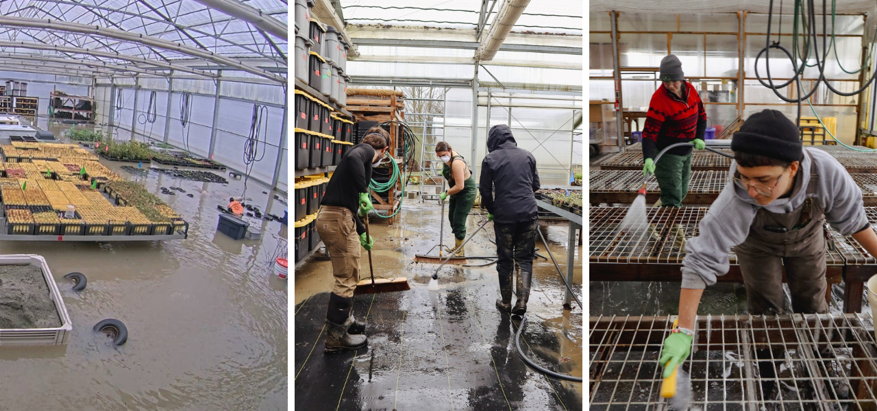 Volunteers clean and sanitize Oxbow’s Native Plant Nursery after historic Snoqualmie Valley flooding, removing debris and preparing growing spaces for replanting.