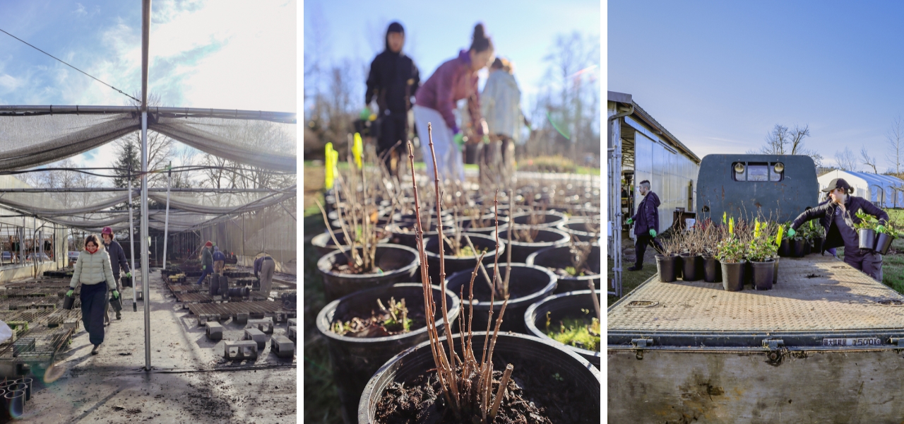 Volunteers restoring Oxbow’s Native Plant Nursery after flooding—cleaning nursery beds, preparing potted plants, and organizing native species for recovery.