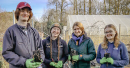 SER-UW volunteers share wapato starts for restoration and reciprocal planting.