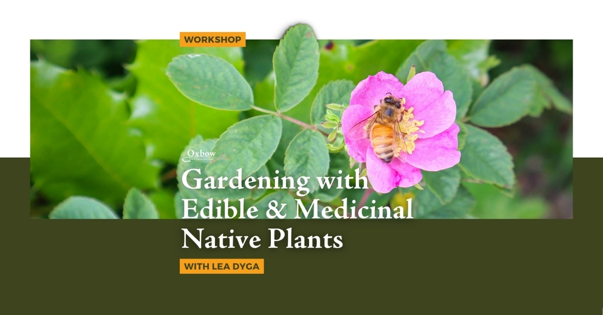 Bee pollinating a pink native rose flower representing a Gardening with Edible and Medicinal Native Plants workshop at Oxbow Farm.