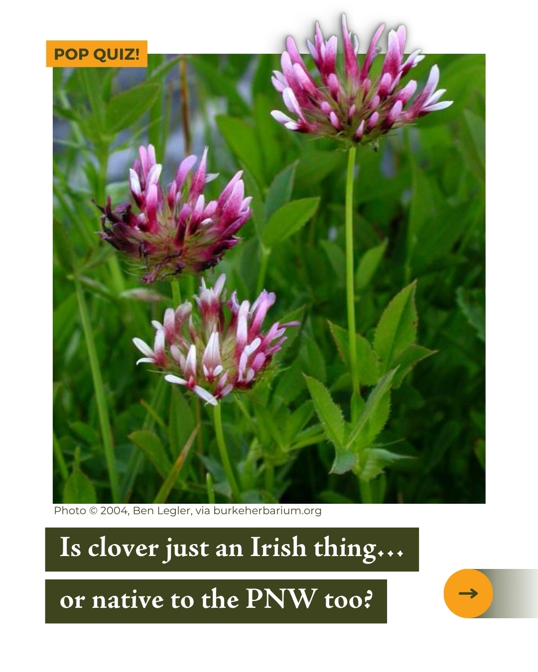 Pink and white clover flowers growing among green leaves with text that reads “Pop Quiz! Is clover just an Irish thing… or native to the PNW too?”