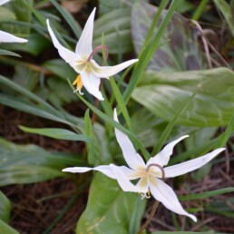 White fawn lily wildflowers blooming on a forest floor in spring.