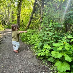 Child exploring a forest trail surrounded by lush native plants at Oxbow.