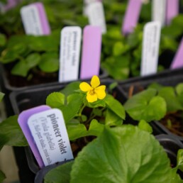 Yellow pioneer violet flower growing among native plant seedlings in nursery trays.