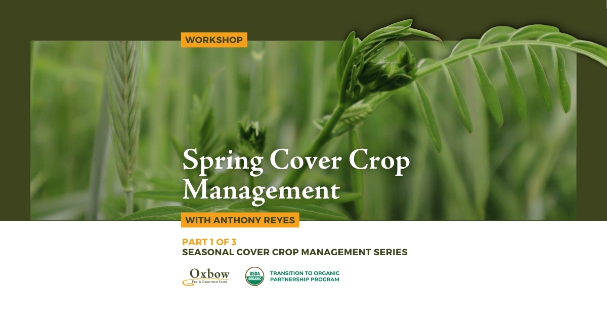 Lush green cover crops growing in a field for a Spring Cover Crop Management workshop at Oxbow.