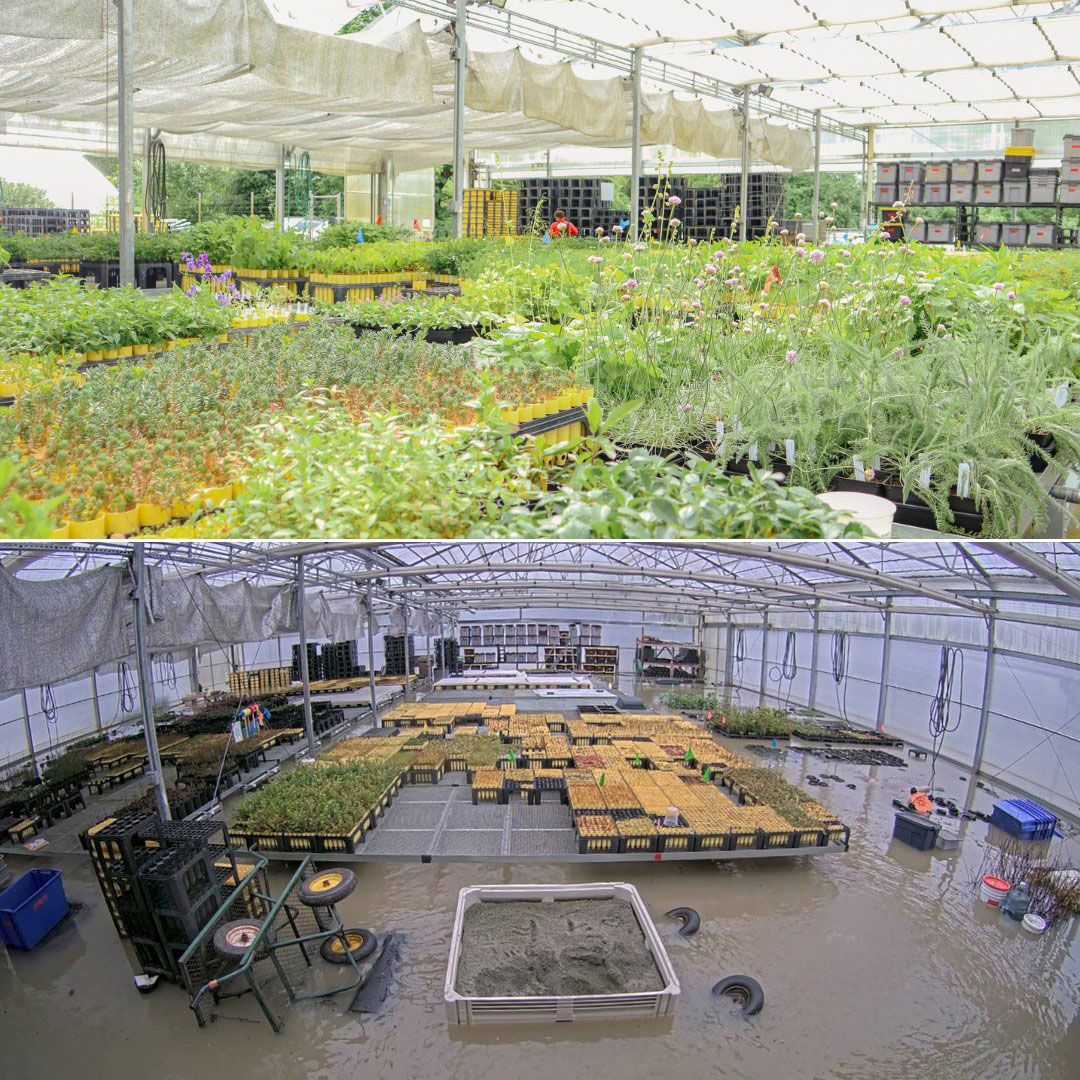 Diptych showing native plant nursery full of plants and the same nursery flooded on December 11, 2025.