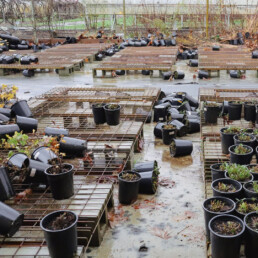 Native plant nursery with scattered pots and debris after flooding at Oxbow in the Snoqualmie Valley.