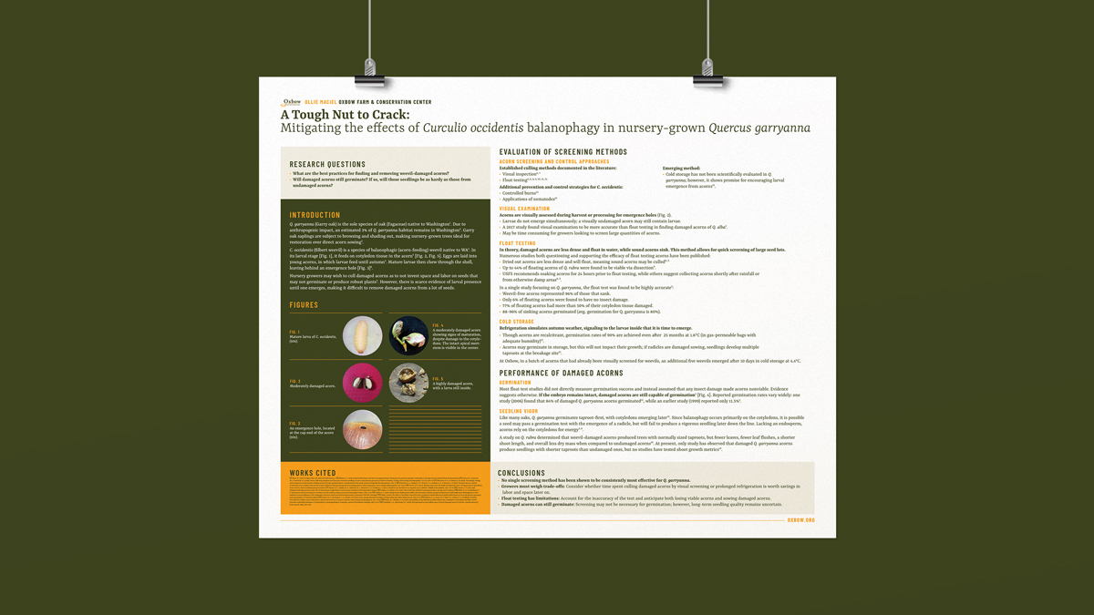 Research poster on screening Garry oak acorns for Curculio occidentis acorn weevil damage in native plant restoration nurseries.