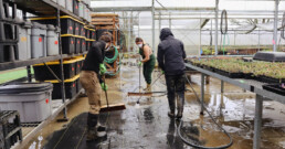 Staff washing mud from greenhouse floors after flooding at Oxbow Native Plant Nursery.