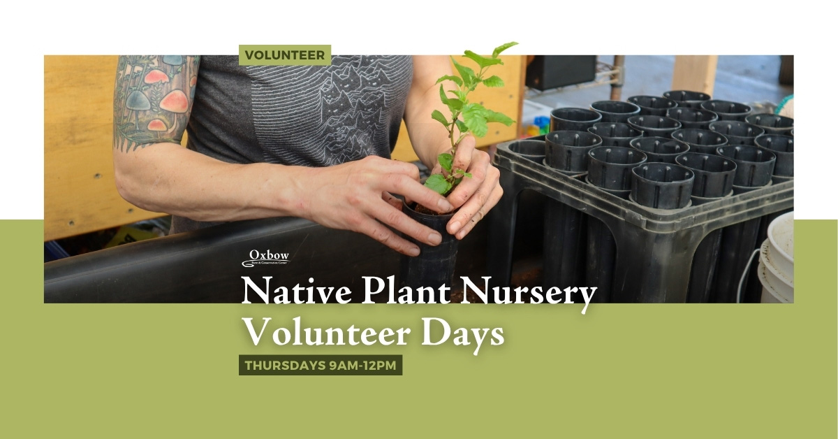 Volunteer transplanting a native plant into a nursery pot during Oxbow’s Native Plant Nursery Volunteer Days event.
