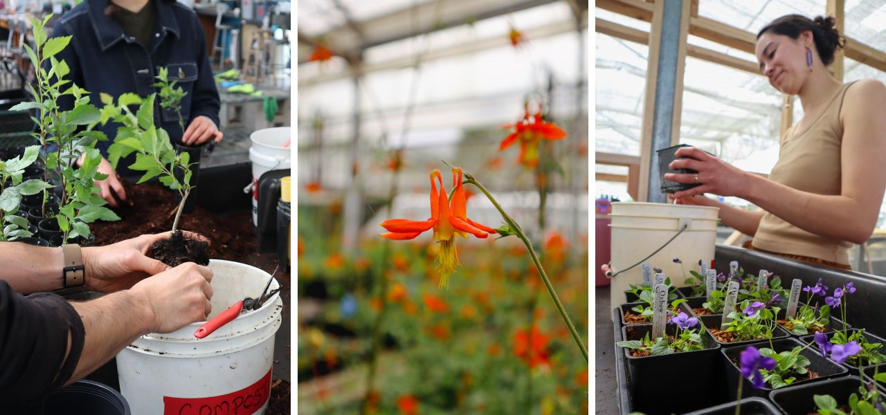 Triptych of native plant nursery work showing potting seedlings, blooming native flowers, and volunteers tending plants in greenhouse