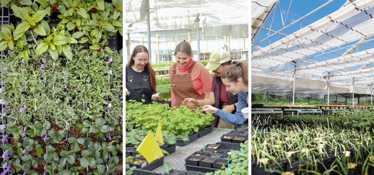 Triptych of native plant nursery showing plant diversity, volunteers inspecting seedlings, and greenhouse growing space