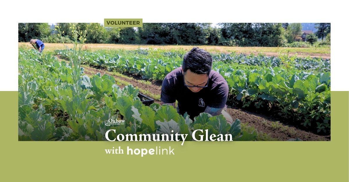 Volunteer harvesting leafy greens at Oxbow’s Community Glean with Hopelink.