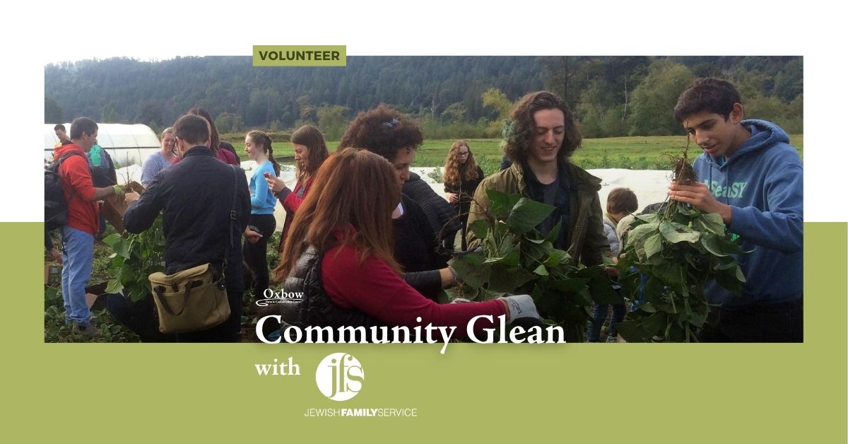 Young volunteers harvesting leafy greens during Oxbow’s Community Glean with Jewish Family Service.