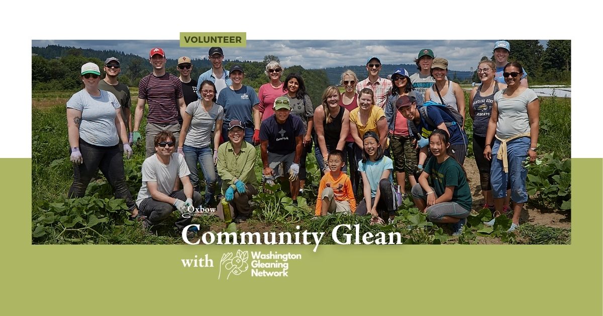 Volunteer group posing in farm field during Oxbow’s Community Glean with Washington Gleaning Network.