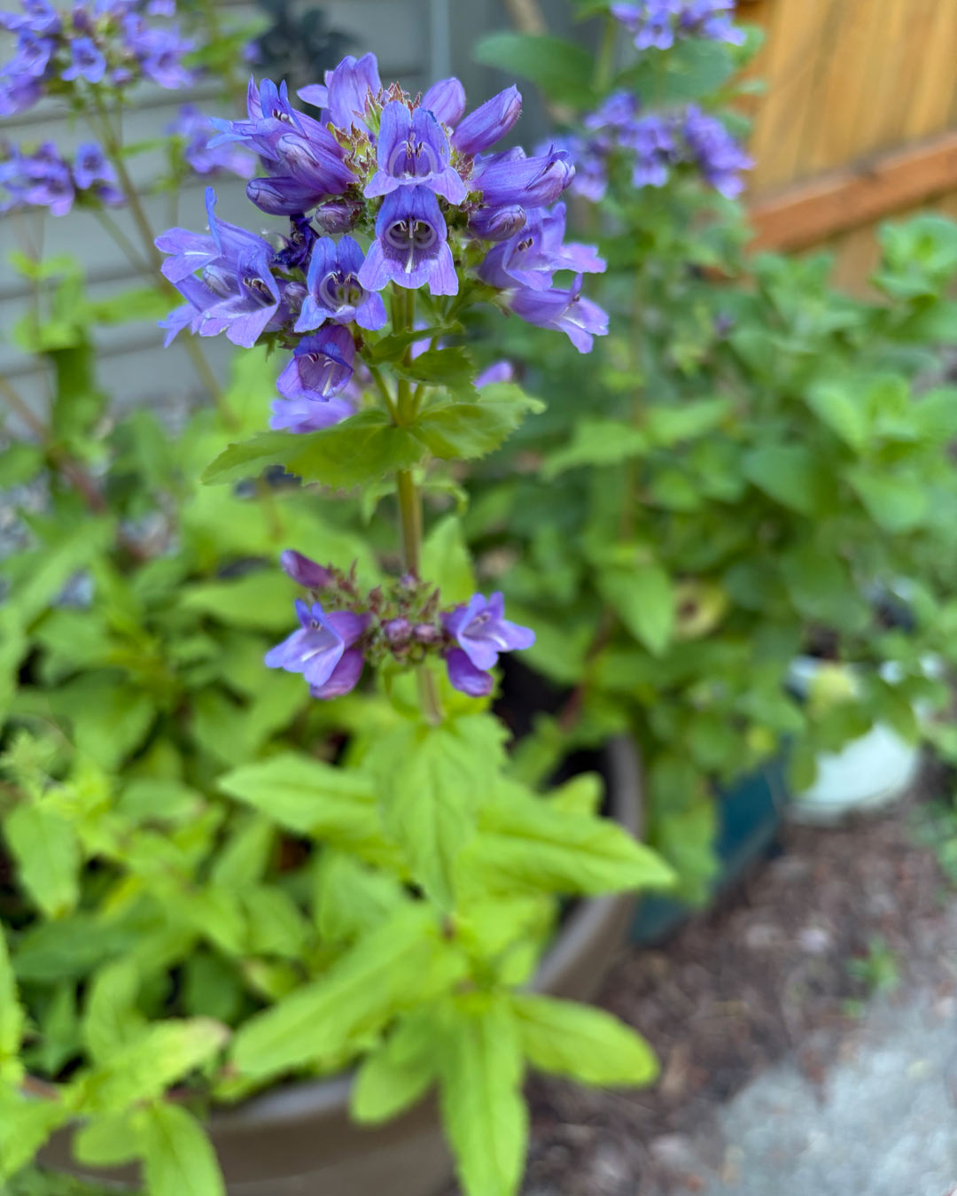 Native oval-leaf penstemon and five-leaved bramble growing together in a container garden, with upright purple flower spikes rising above low green foliage.