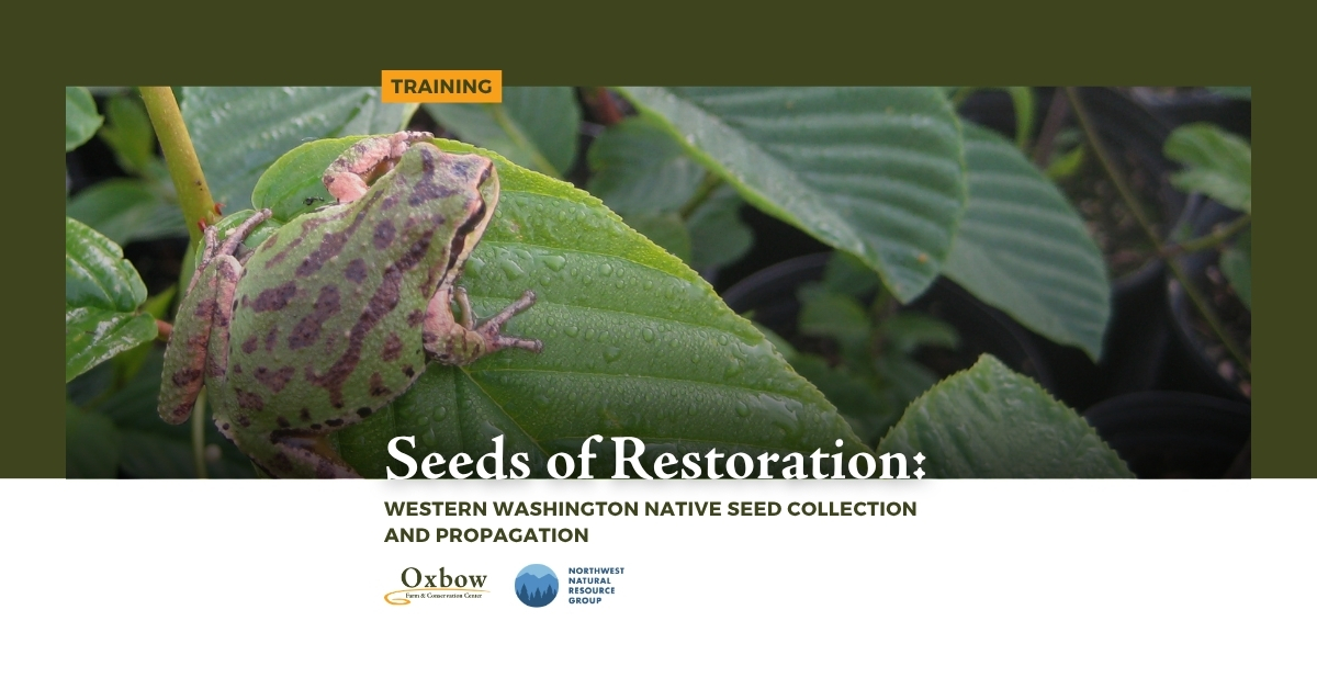 Banner for Oxbow's "Seeds of Restoration: Western Washington Native Seed Collection and Propagation" training featuring a Pacific tree frog resting on a green leaf among native plants, with Oxbow and Northwest Natural Resource Group logos.