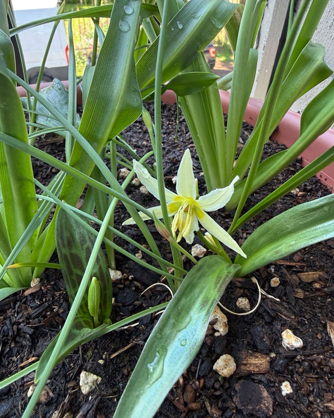 Native fawn lily blooming in a container garden.