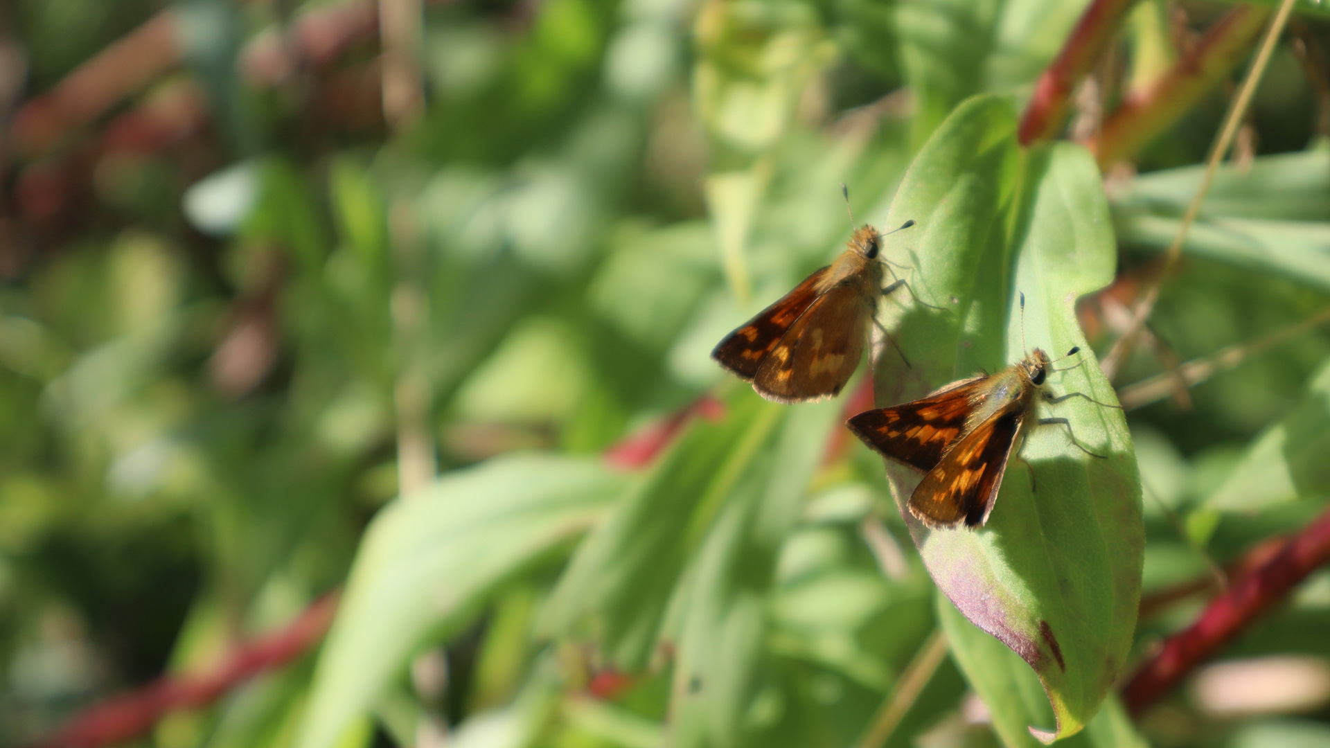 Two pollinating insects resting on native meadow vegetation in a Pacific Northwest meadow.